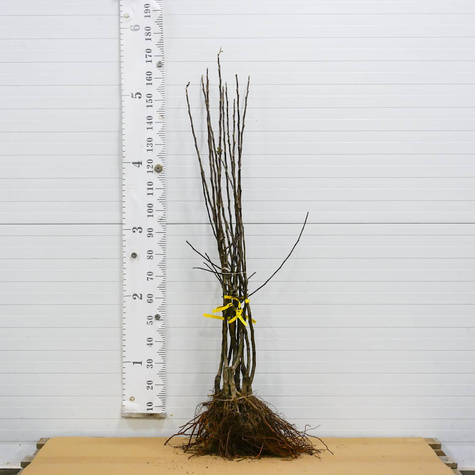 Jabloň Antonowka Cukrowa – sazenice s holým kořenem