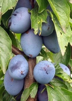 Švestka Węgierka Zwykła – sazenice s holým kořenem