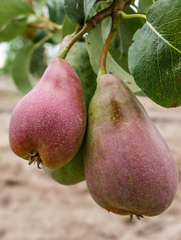 Hrušeň Xenia – sazenice s holým kořenem