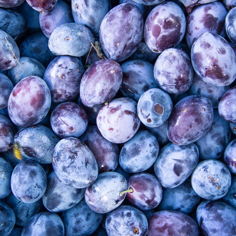 Švestka Węgierka Zwykła – sazenice s holým kořenem