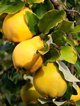 Kdoule hruškovitá Vranja Wrania – sazenice s holým kořenem