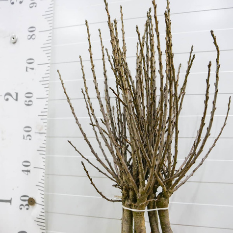 Mini višeň zakrslá Piemont – sazenice s holým kořenem