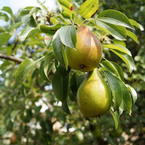 Hrušeň Amfora – sazenice s holým kořenem