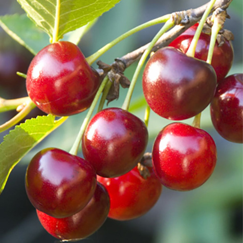Višeň Szklanka Wielka (Velká Skleněná) – sazenice s holým kořenem