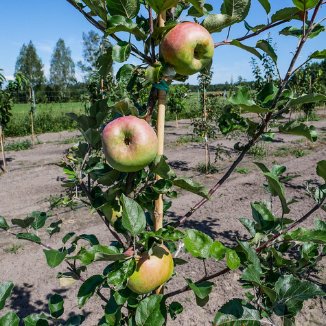 Jabloň Kronselská – sazenice s holým kořenem