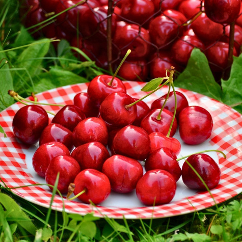 Třešeň Skeena – sazenice s holým kořenem