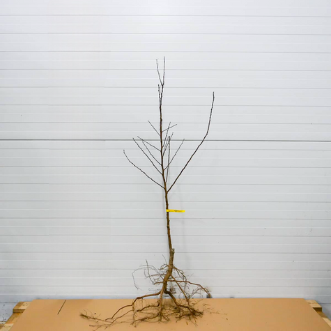 Meruňka Early Orange – sazenice s holým kořenem