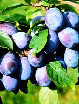 Švestka Presenta – sazenice s holým kořenem