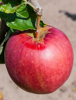 Jabloň Jonaprince – sazenice s holým kořenem