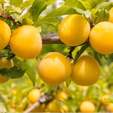 Japonská švestka Žlutá Afaska Frosthardy START PACK ®