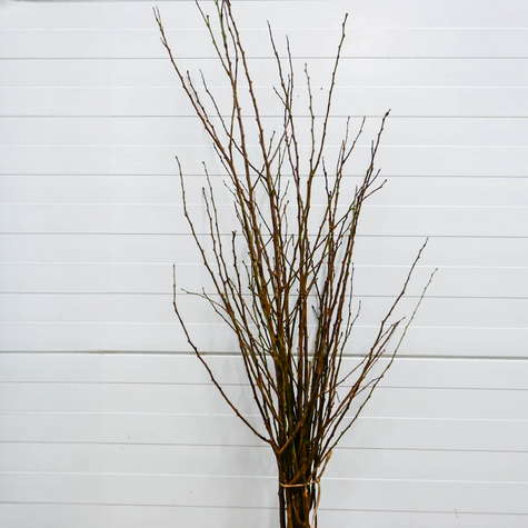 Meruňka sloupovitá Compacta – sazenice s holým kořenem