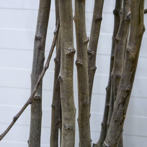 Švestka Oneida – sazenice s holým kořenem