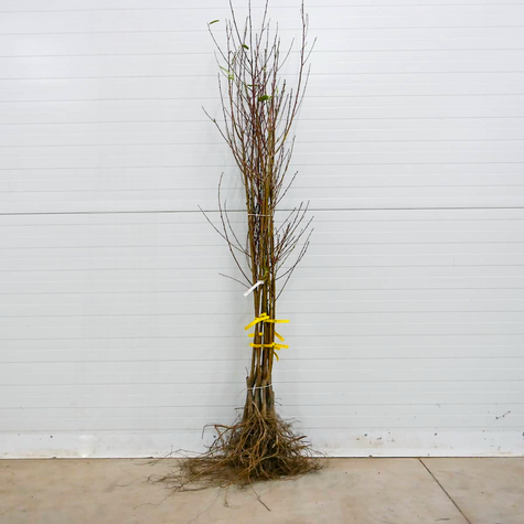 Nektarinka Fantasia – sazenice s holým kořenem