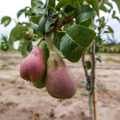 Xenia sladká zimní odrůda hrušky Start Pack