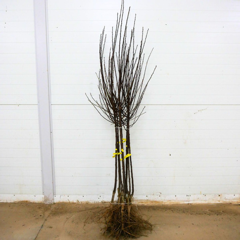 Švestka Althanova renklóda – sazenice s holým kořenem