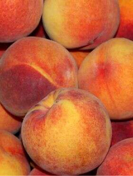 Broskvoň Royalvee – sazenice s holým kořenem