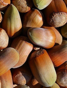 Líska Trapézuntská – sazenice s holým kořenem