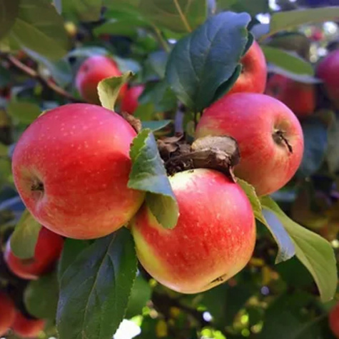 Jabloň Jonatan START PACK ®