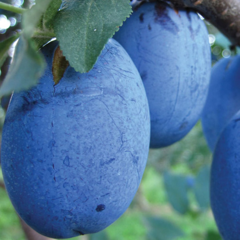 Švestka First nejvčasnější – sazenice s holým kořenem