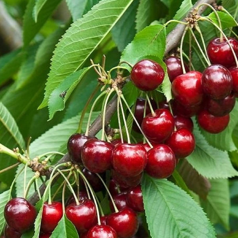 Třešeň Těchlovan – sazenice s holým kořenem