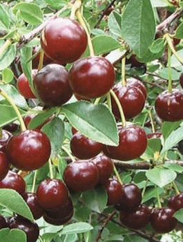 Višeň Lucyna – sazenice s holým kořenem