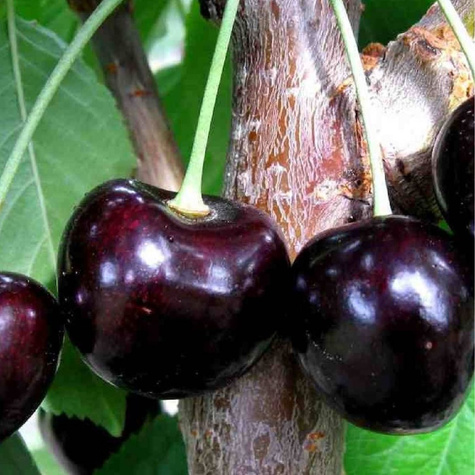 Zakrslá třešeň Kasandra velké a chutné plody START PACK ®