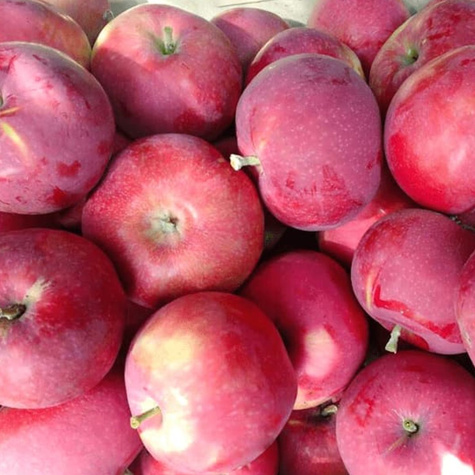 Duo Jabloň Červená a Žlutá Papierowka – sazenice s holým kořenem