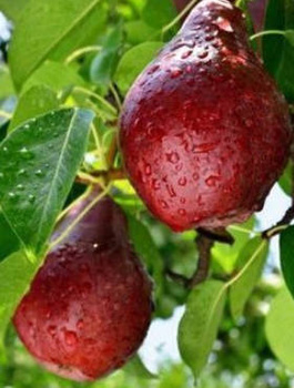 Hrušeň Red Faworytka Červená Klapsa – sazenice s holým kořenem