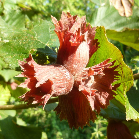 Lískový oříšek Mermaid Červená líska START PACK