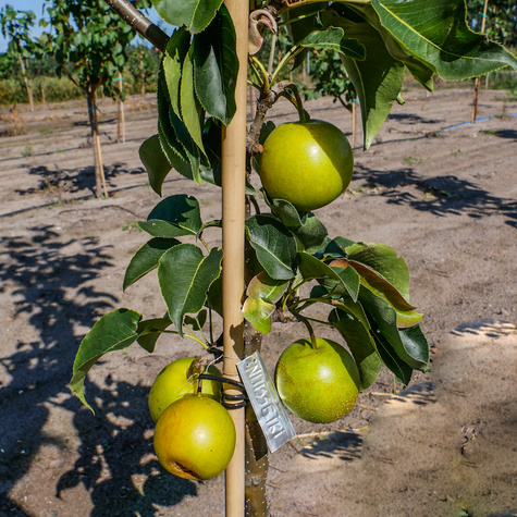 Asijská hrušeň Nijisseiki New Century nejsladší START PACK ®