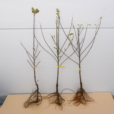 Jabloň Elstar – sazenice s holým kořenem