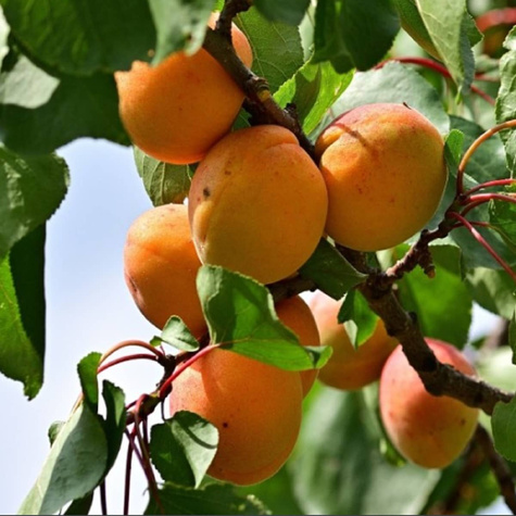 Meruňka Harcot – sazenice s holým kořenem