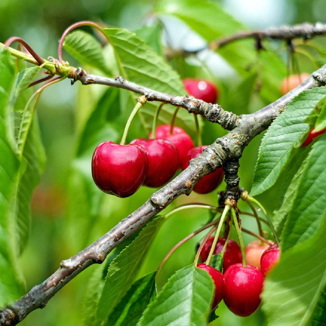 Višeň Łutówka – sazenice s holým kořenem