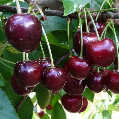 Polozakrslá třešeň Fabiola pozdní odrůda START PACK ®