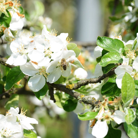 Jabloň Antonówka Bílá Smetanková Půltorfuntová – sazenice s holým kořenem