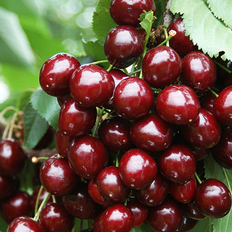 Třešeň Simona – sazenice s holým kořenem