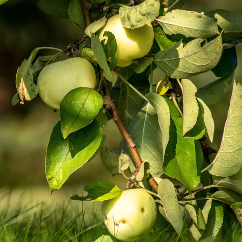 Jabloň Oliwka Žlutá (Papierówka) – sazenice s holým kořenem