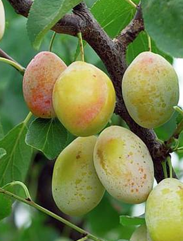 Švestka sloupovitá Zlatá Mirabelka – sazenice s holým kořenem