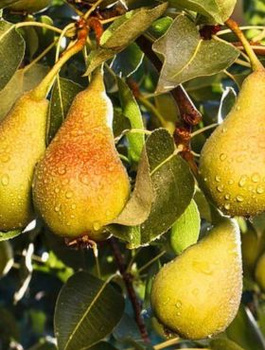 Hrušeň Bera Hardy – sazenice s holým kořenem