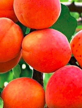 Meruňka Harogem — sazenice s holým kořenem