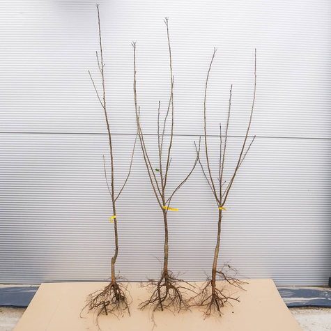 Višeň Łutówka – sazenice s holým kořenem