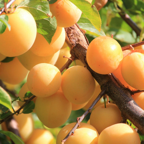 Švestka japonská Shiro – sazenice s holým kořenem