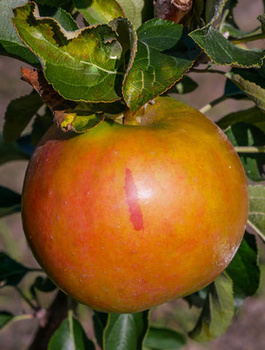 Jabloň sloupovitá Suncats – sazenice s holým kořenem