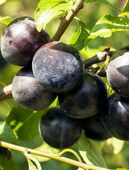 Švestka japonská Black Amber – sazenice s holým kořenem