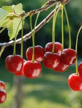 Višeň Nana – sazenice s holým kořenem