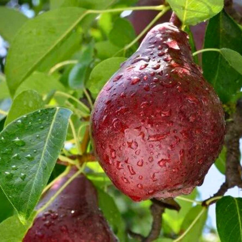 Hrušeň Red Faworytka Červená Klapsa – sazenice s holým kořenem