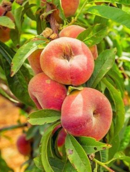 Broskvoň plochá Paraguayo UFO – sazenice s holým kořenem