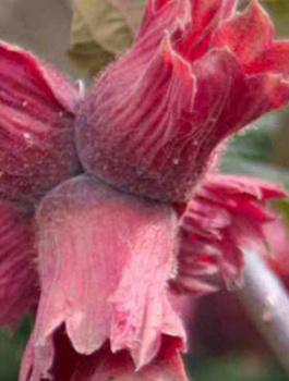 Líska Lamberta Červená – sazenice s holým kořenem