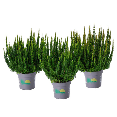 Vřes 'Skyline Stockholm', zelený – sazenice