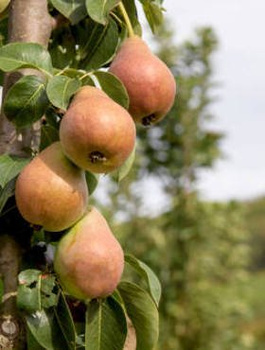 Hrušeň sloupovitá Obelisk – sazenice s holým kořenem
